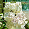 Hydrangea paniculata 'Vanille Fraise’ - 7.5Litre