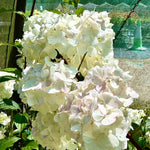 Hydrangea paniculata 'Vanille Fraise’ - 7.5Litre