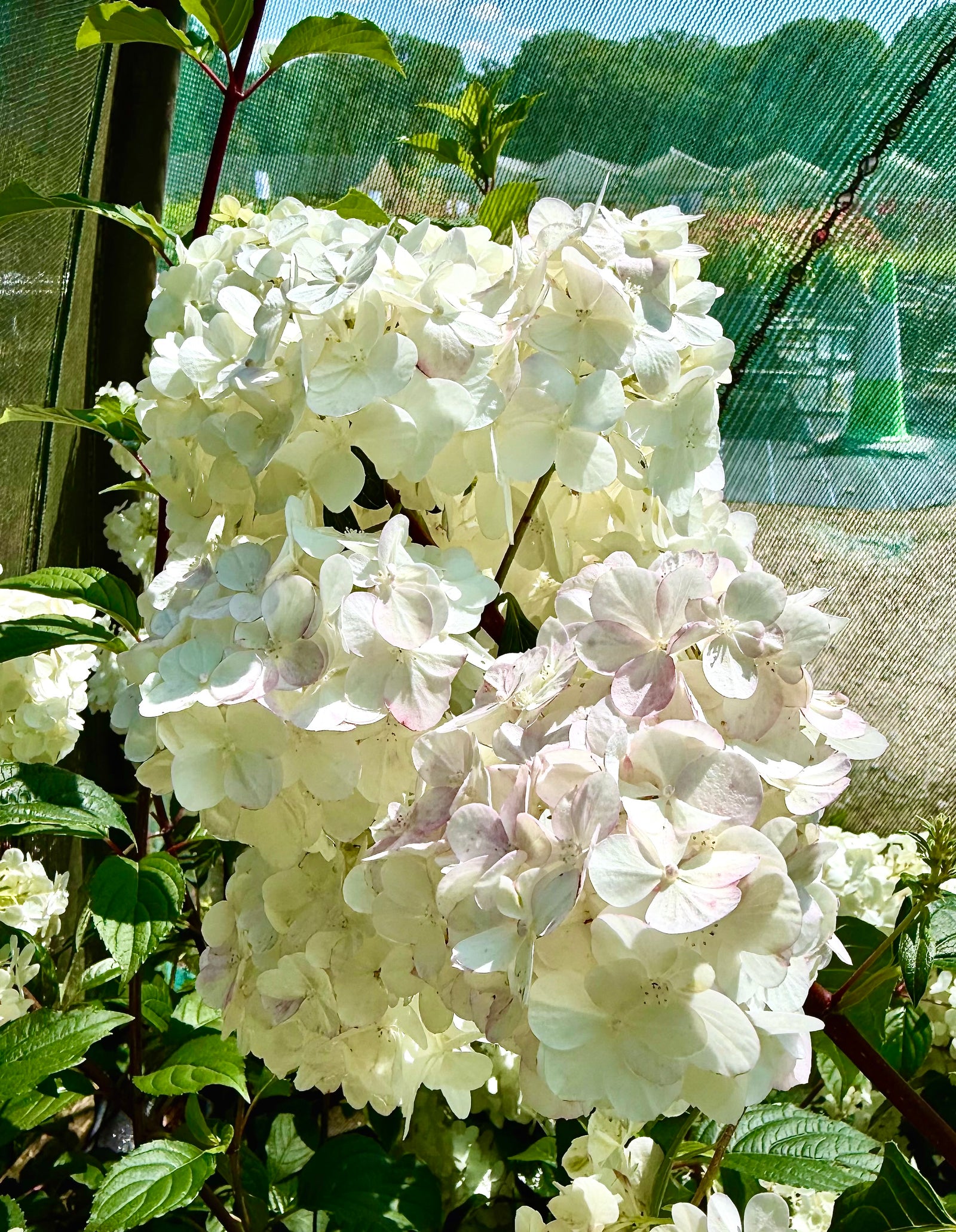 Hydrangea paniculata 'Vanille Fraise’ - 7.5Litre