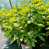 Aucuba japonica Marmorata - 7.5Litre