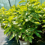 Aucuba japonica Marmorata - 7.5Litre