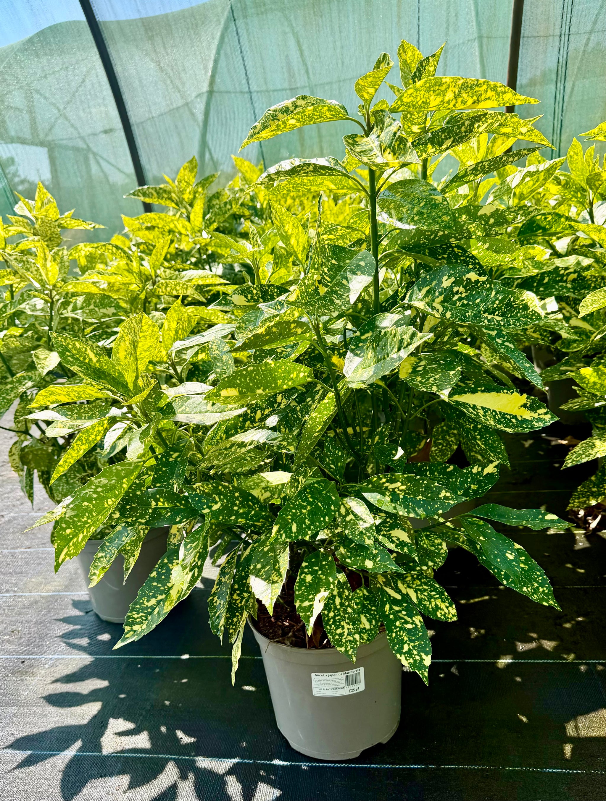 Aucuba japonica Marmorata - 7.5Litre