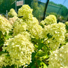 Hydrangea paniculata 'Little Lime’ - 7.5Litre