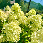 Hydrangea paniculata 'Little Lime’ - 7.5Litre