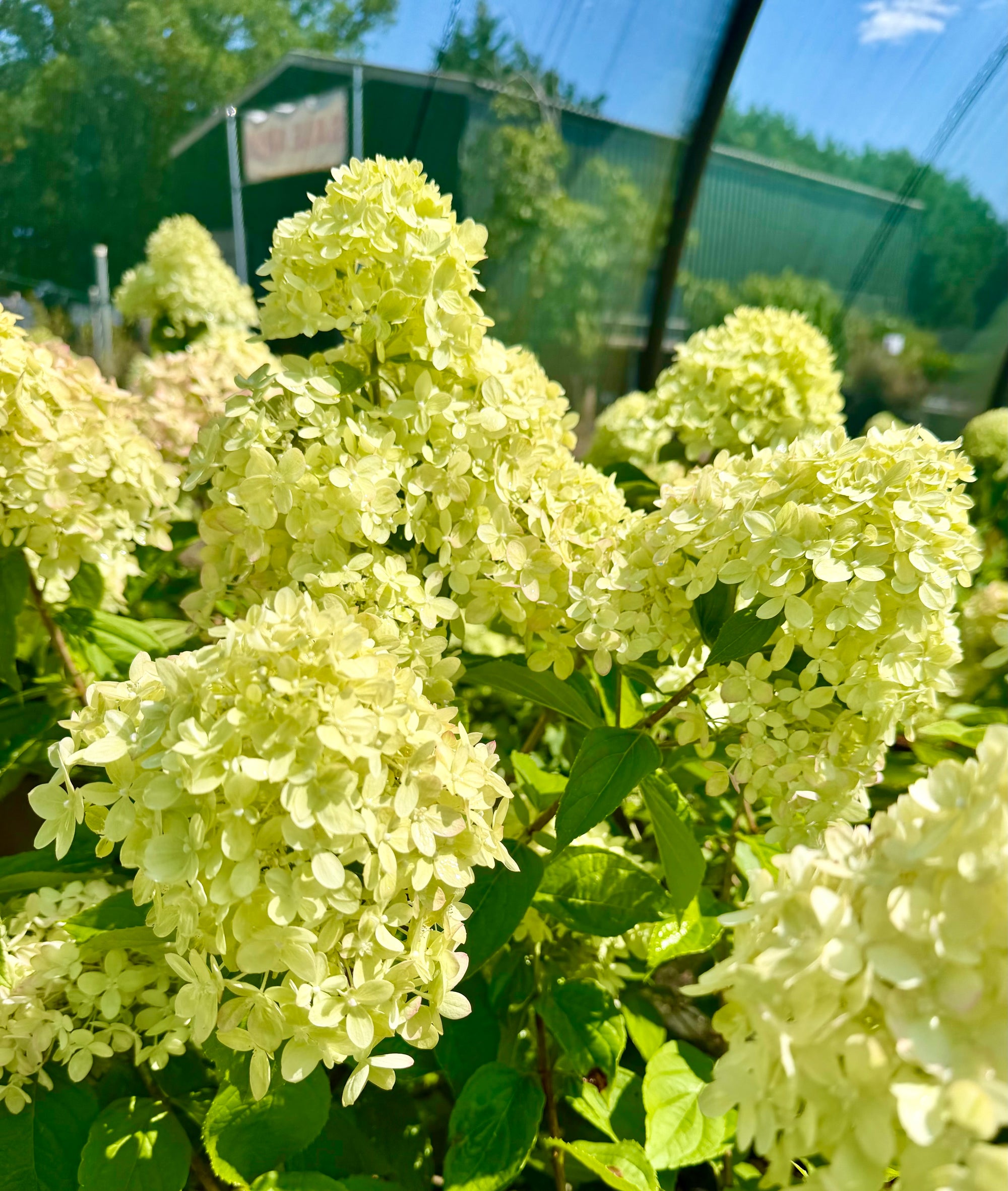 Hydrangea paniculata 'Little Lime’ - 7.5Litre