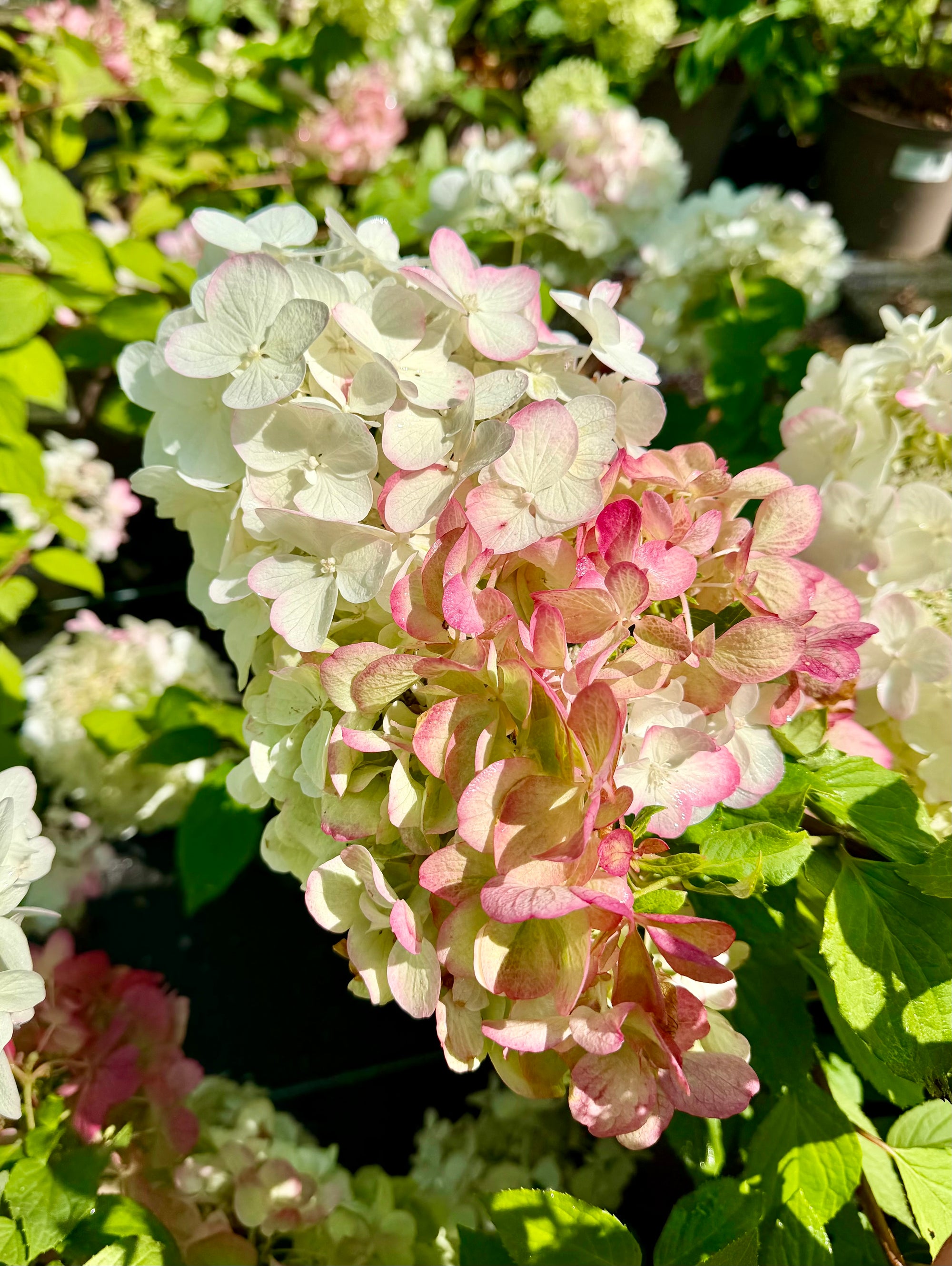 Hydrangea paniculata 'Diamant Rouge’ - 7.5Litre
