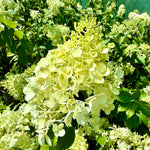 Hydrangea paniculata 'Polar Bear' - 7.5litre