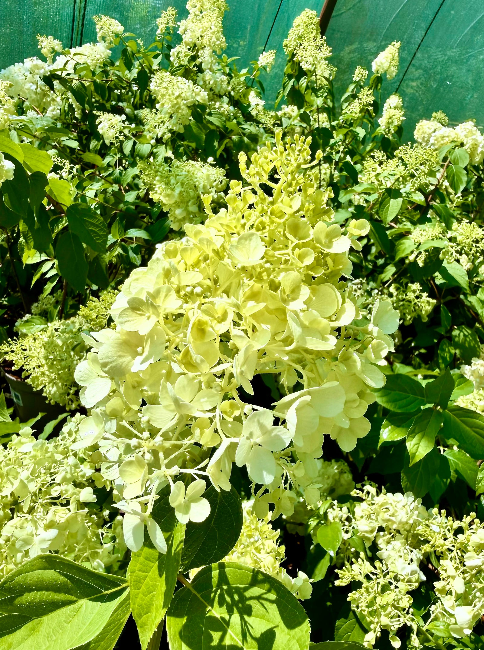 Hydrangea paniculata 'Polar Bear' - 7.5litre