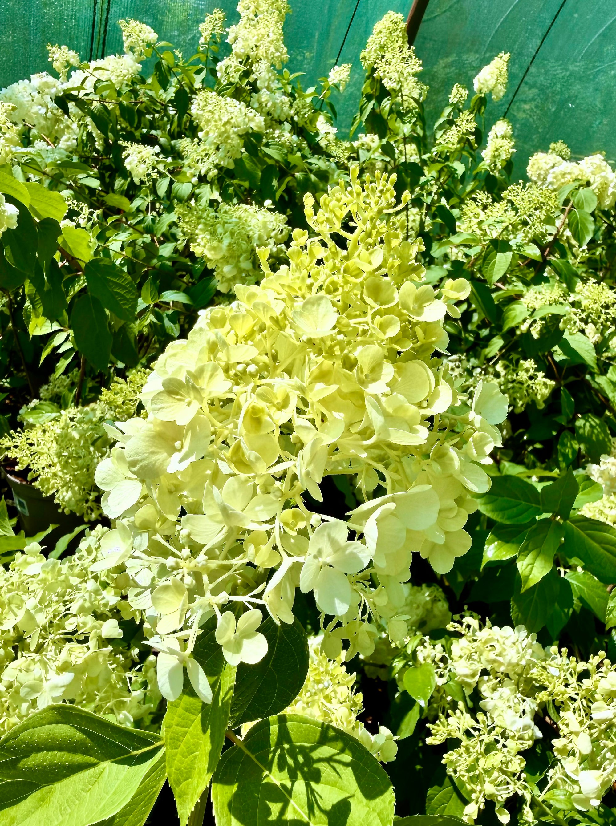 Hydrangea paniculata 'Polar Bear' - 7.5litre