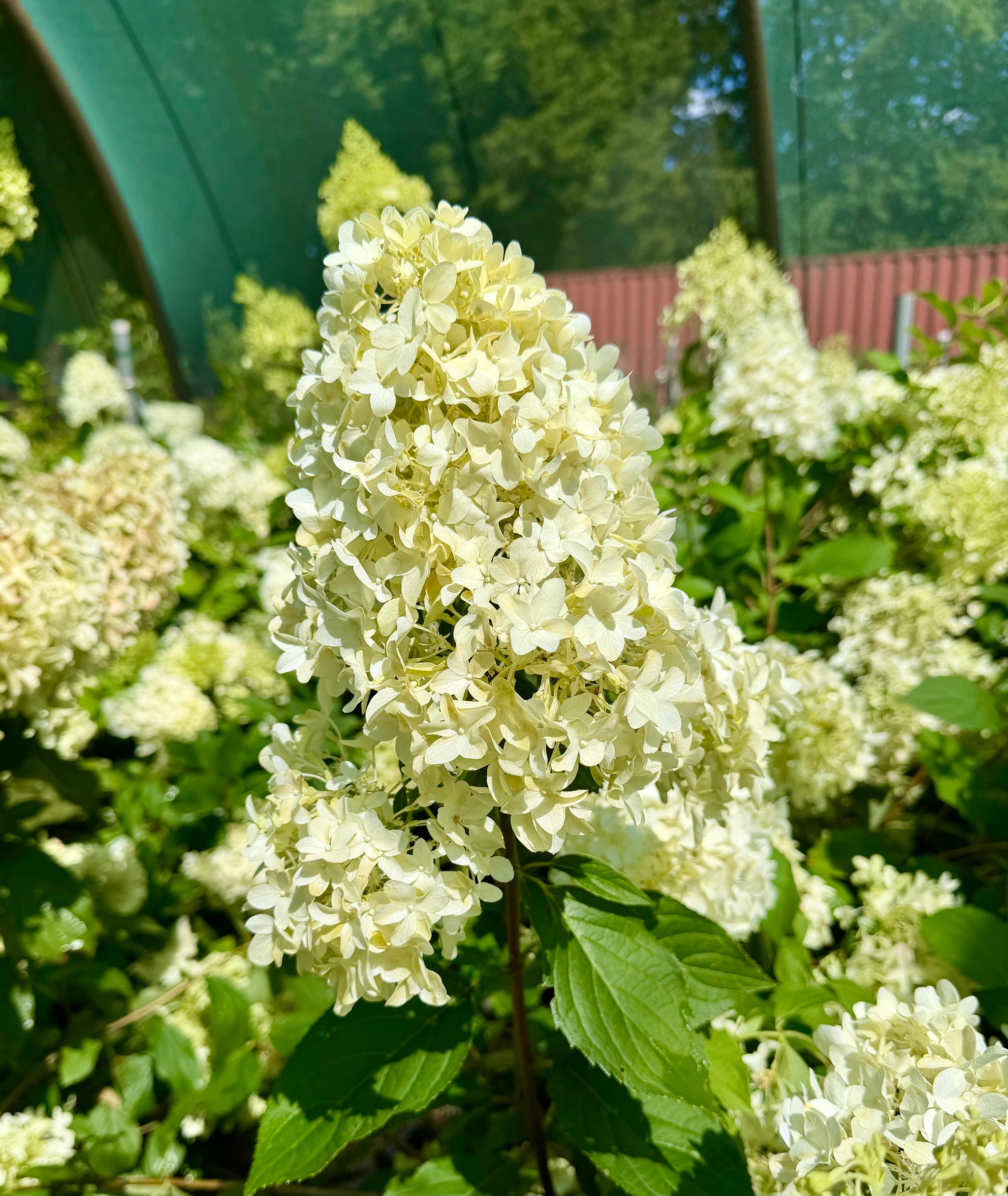 Hydrangea paniculata ‘Skyfall’ - 7.5Litre
