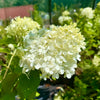 Hydrangea paniculata 'Limelight' - 7.5Litre