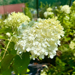 Hydrangea paniculata 'Limelight' - 7.5Litre