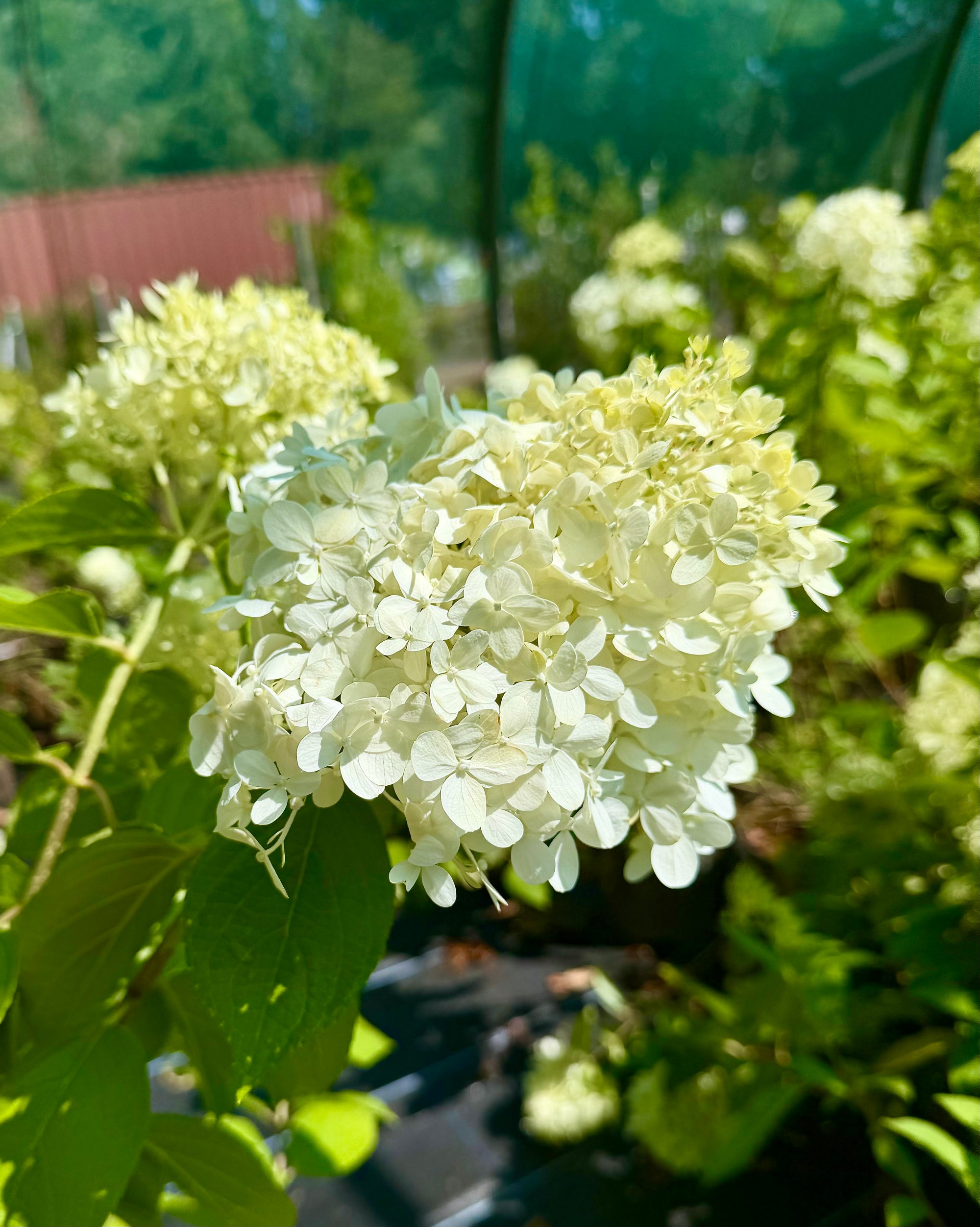 Hydrangea paniculata 'Limelight' - 7.5Litre