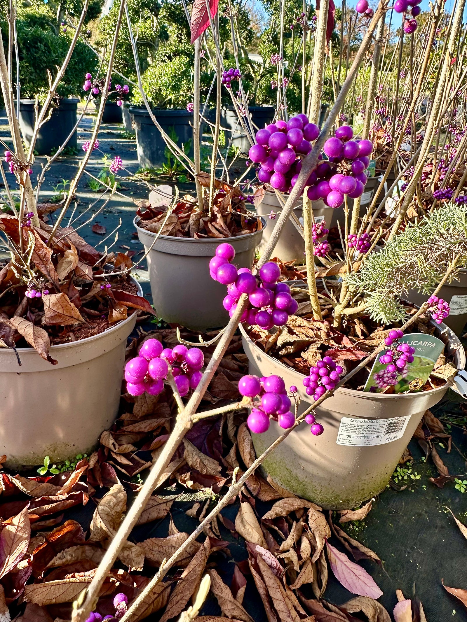 Callicarpa bodinieri var. giraldii 'Profusion' - 10Litre