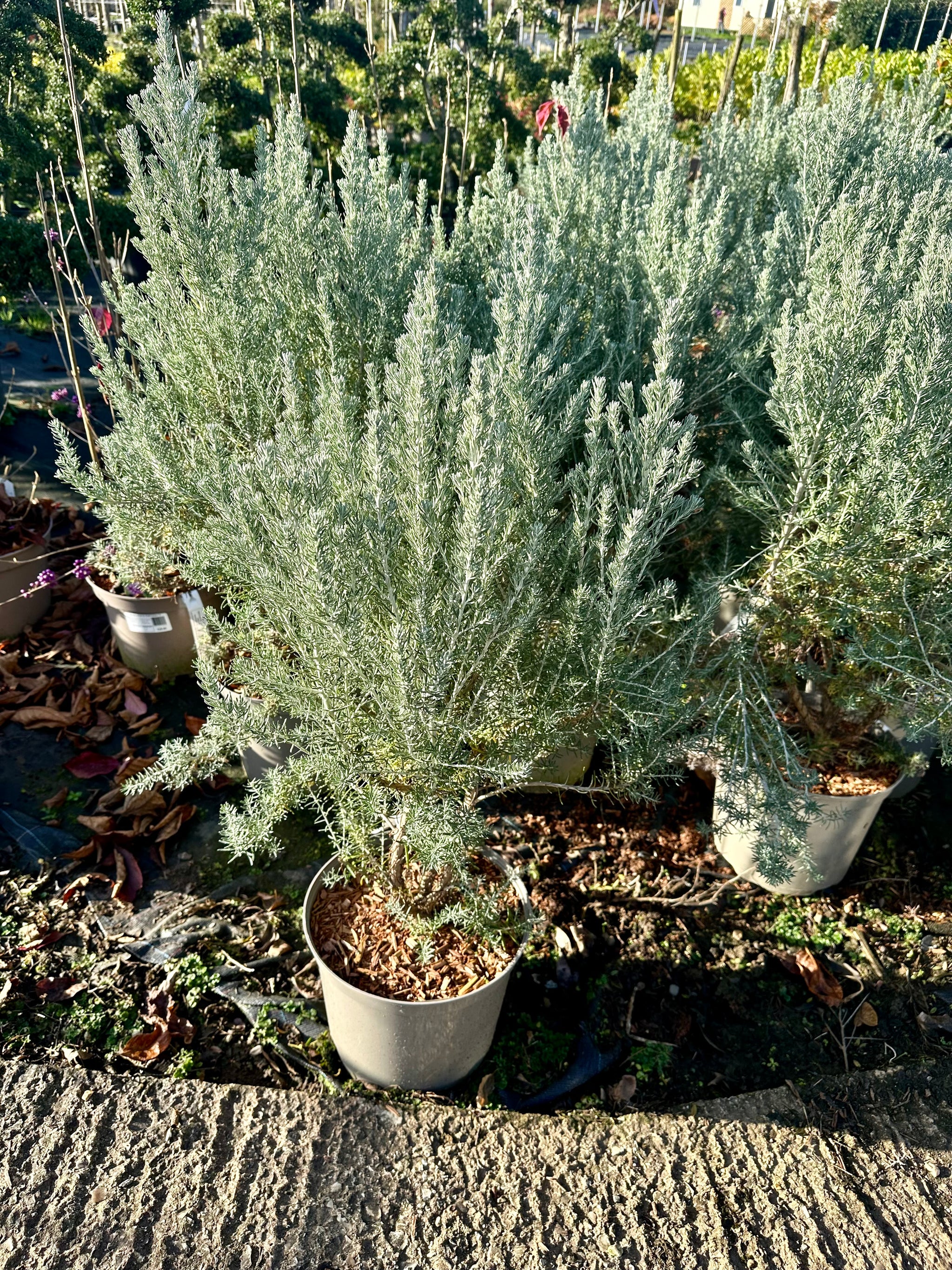 Ozothamnus rosmarinifolius 'Silver Jubilee’ - 7.5Litre