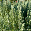 Ozothamnus rosmarinifolius 'Silver Jubilee’ - 7.5Litre