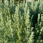 Ozothamnus rosmarinifolius 'Silver Jubilee’ - 7.5Litre