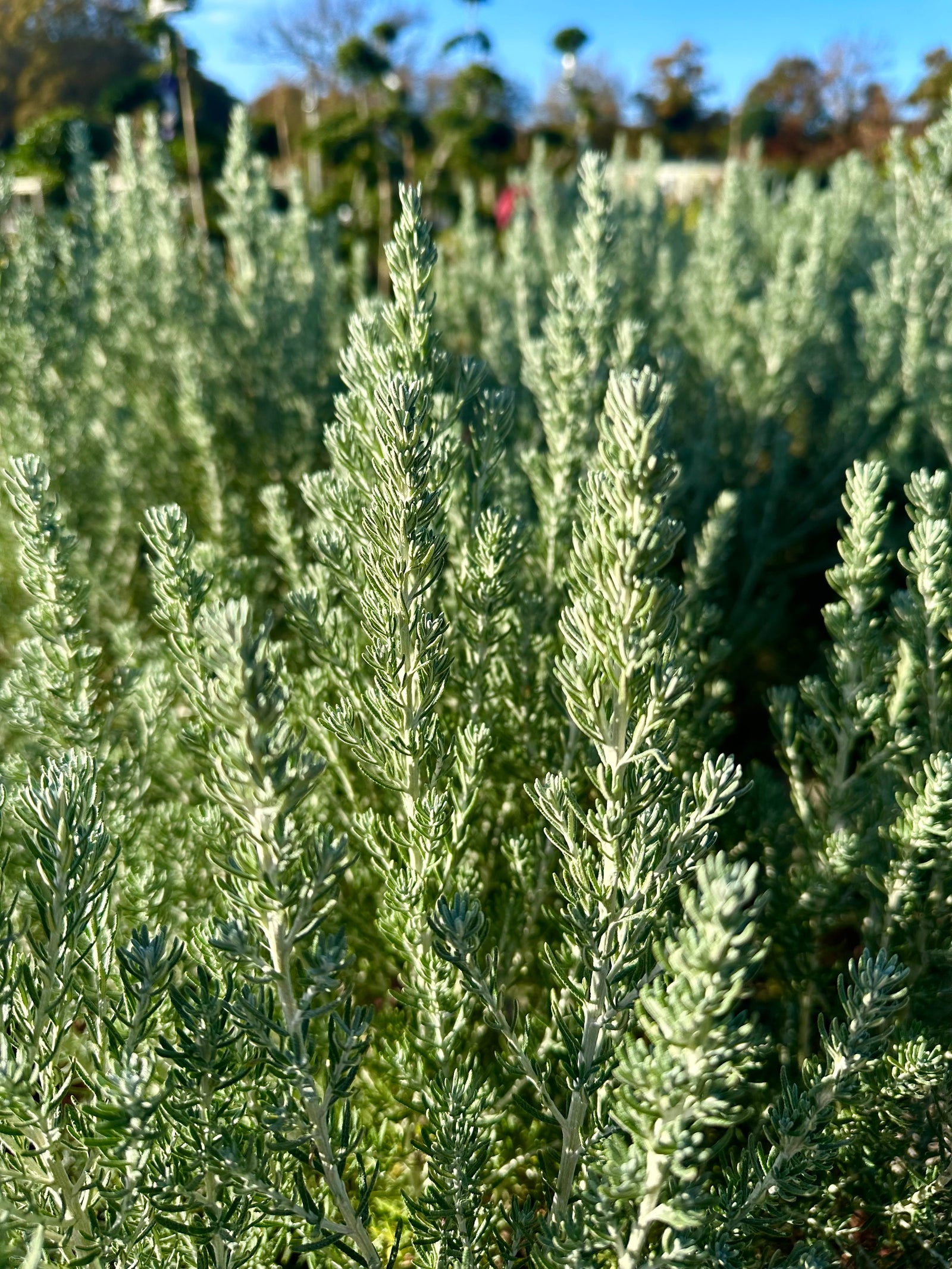 Ozothamnus rosmarinifolius 'Silver Jubilee’ - 7.5Litre