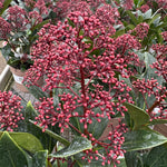 Skimmia japonica ‘Rubella’ - 7.5Litre