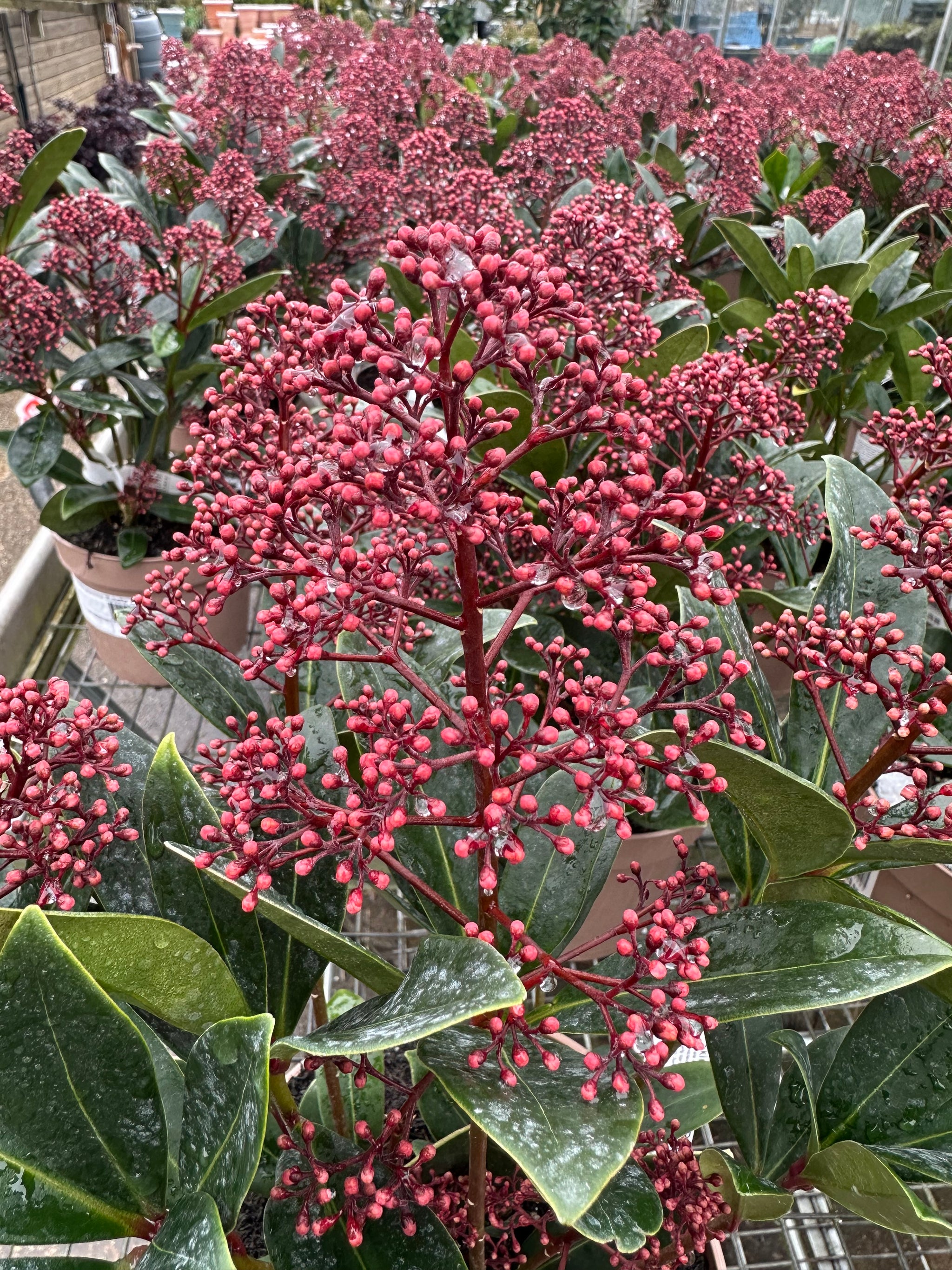 Skimmia japonica ‘Rubella’ - 7.5Litre