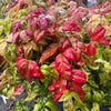 Nandina domestica ‘Blush Pink’ - 7.5Litre