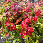 Nandina domestica ‘Blush Pink’ - 7.5Litre