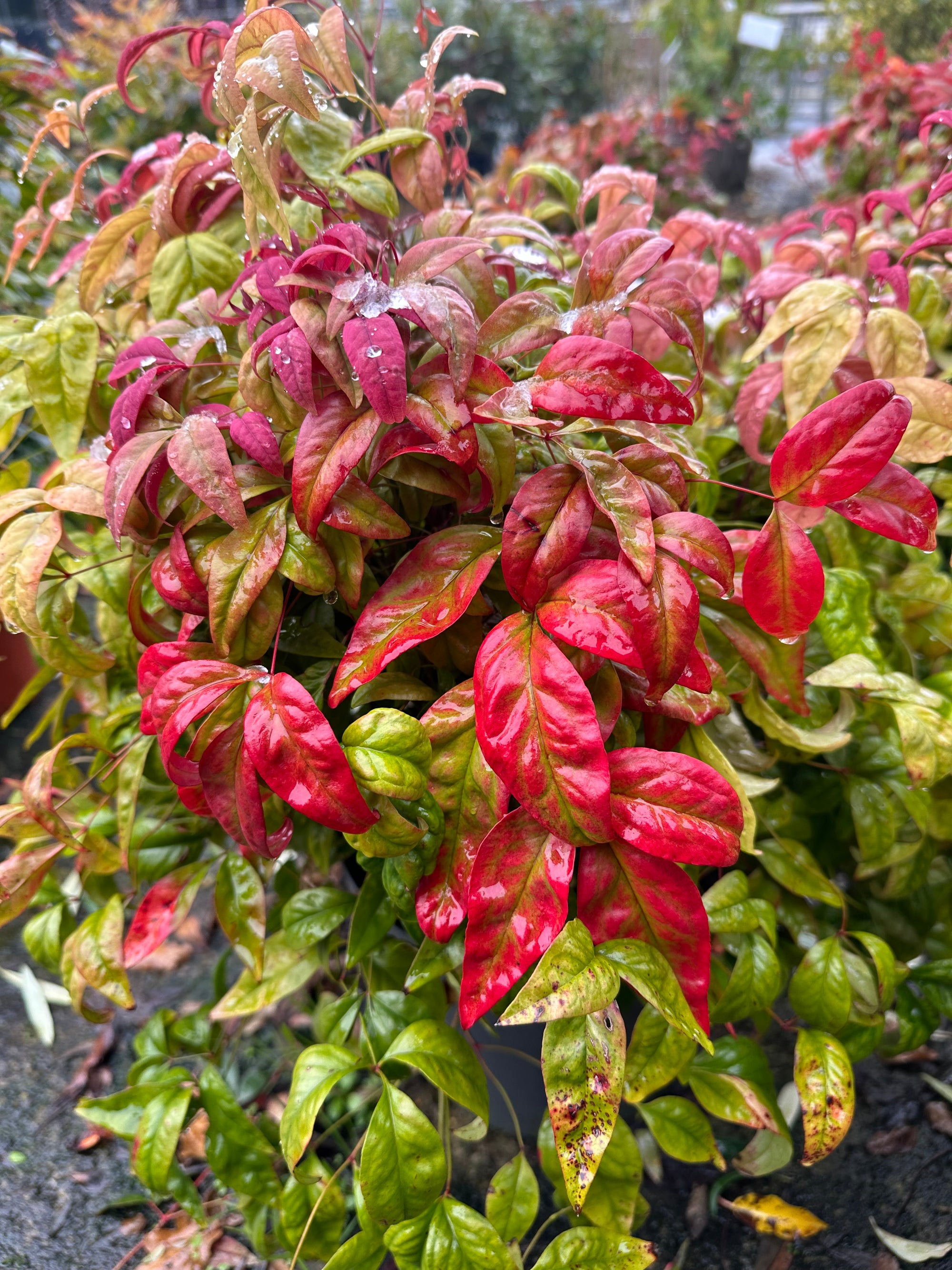 Nandina domestica ‘Blush Pink’ - 7.5Litre