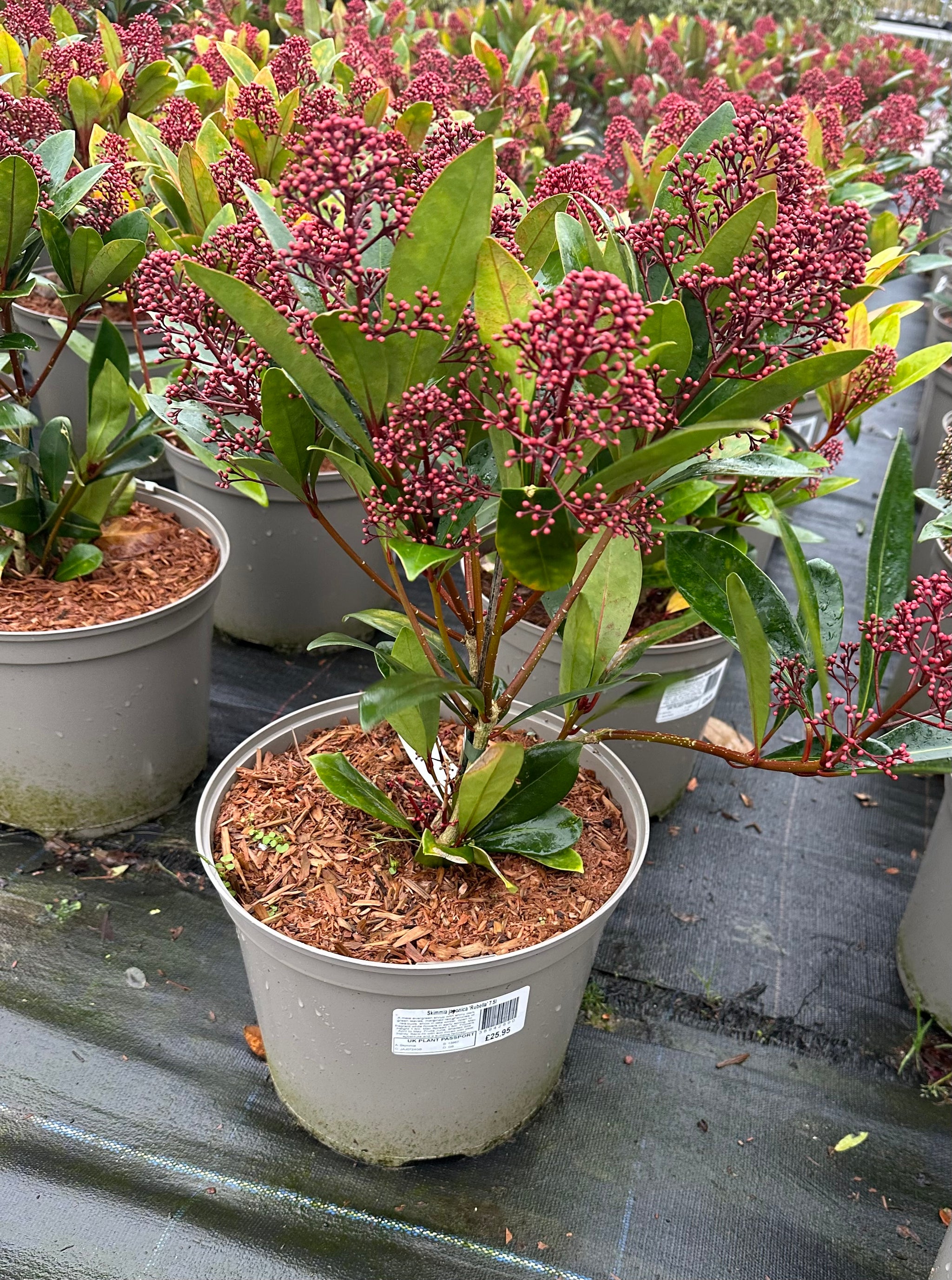 Skimmia japonica ‘Rubella’ - 7.5Litre