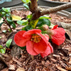 Chaenomeles speciosa 'Madame Butterfly’ - 7.5Litre