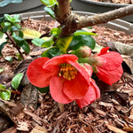 Chaenomeles speciosa 'Madame Butterfly’ - 7.5Litre