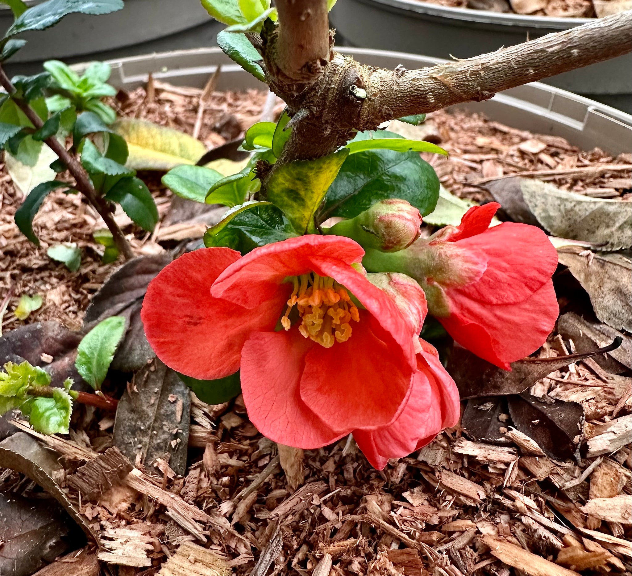 Chaenomeles speciosa 'Madame Butterfly’ - 7.5Litre