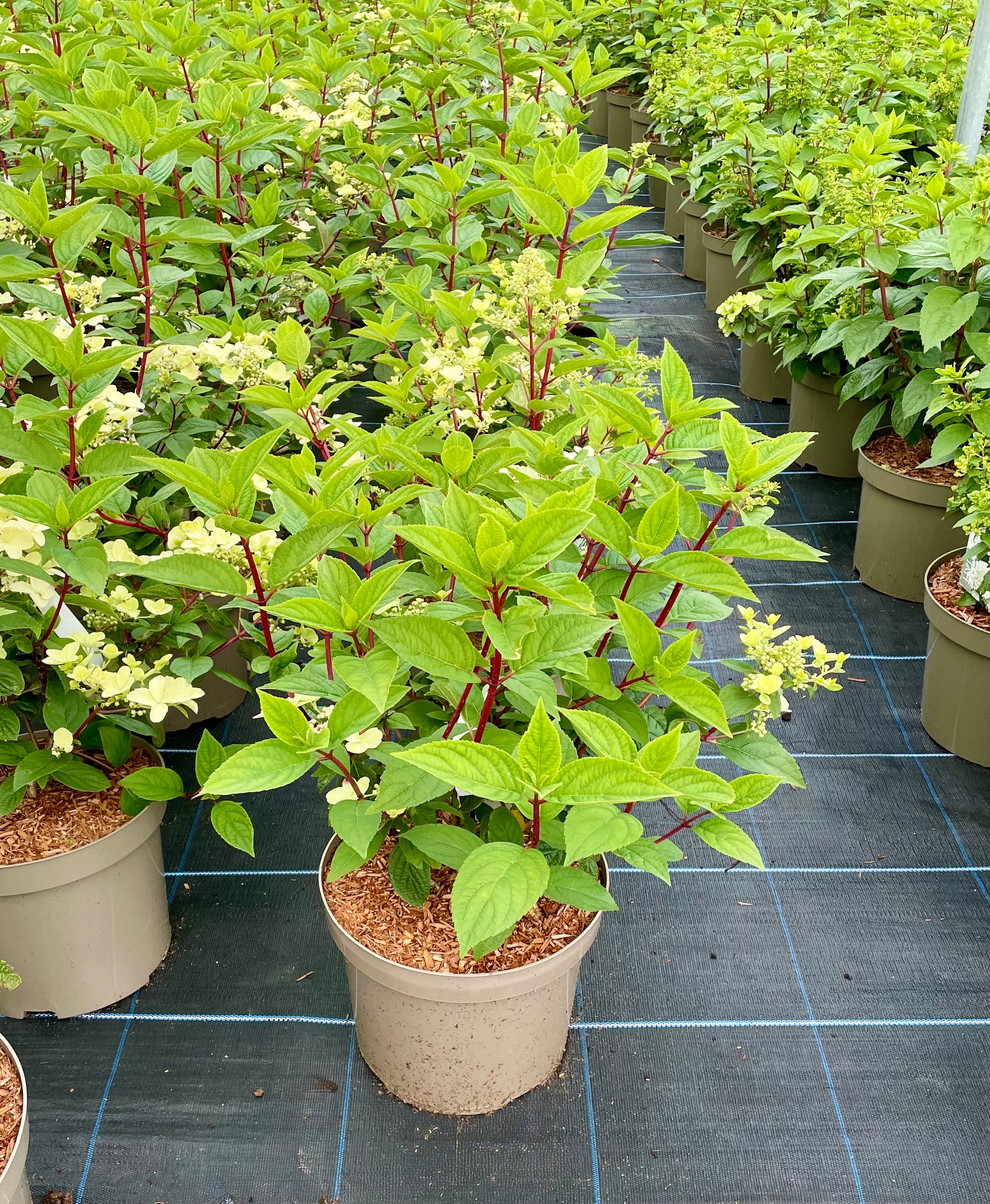 Hydrangea paniculata 'Wim's Red’ - 7.5Litre (26)