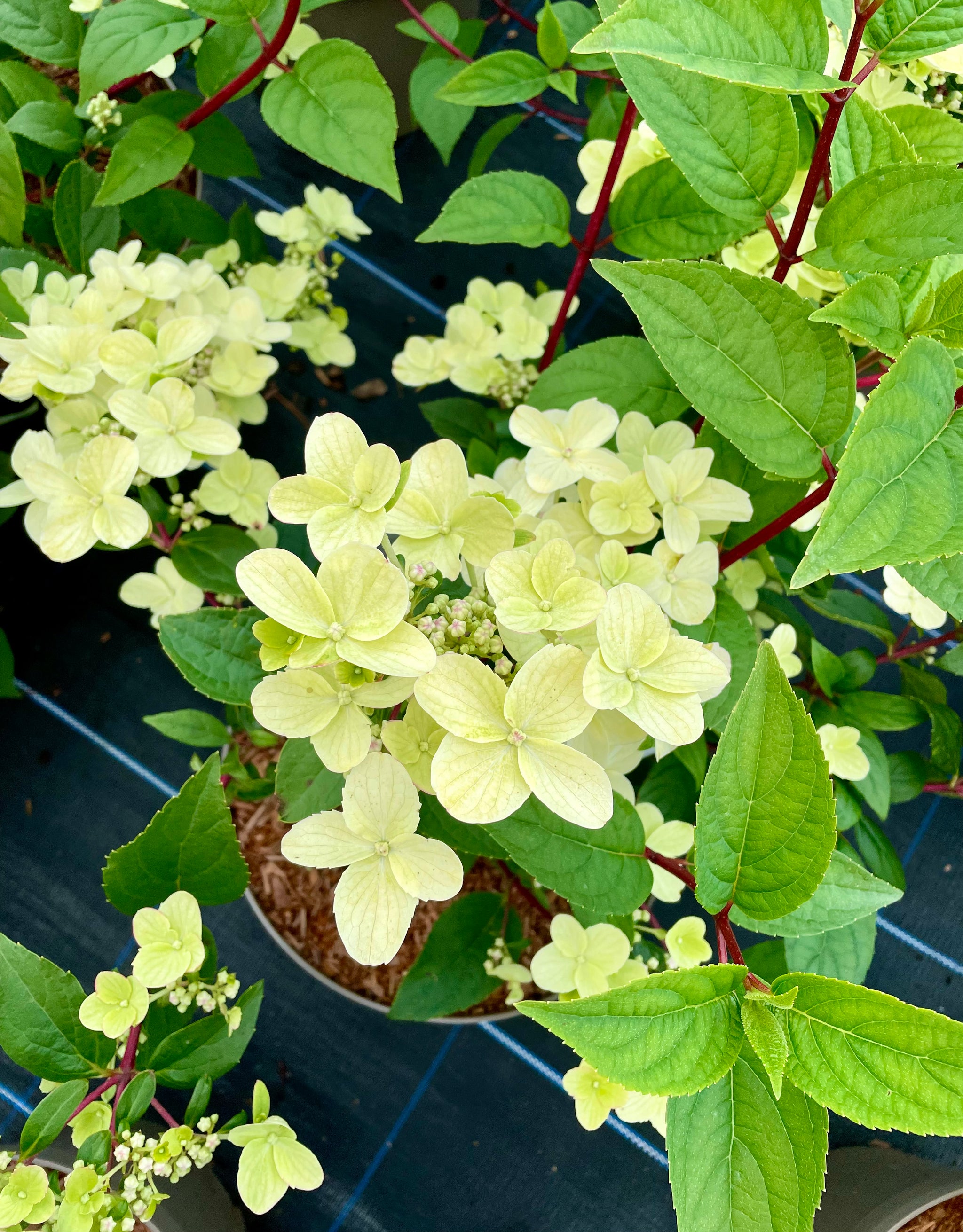 Hydrangea paniculata 'Wim's Red’ - 7.5Litre (26)