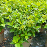 Hydrangea paniculata 'Limelight - 7.5Litre