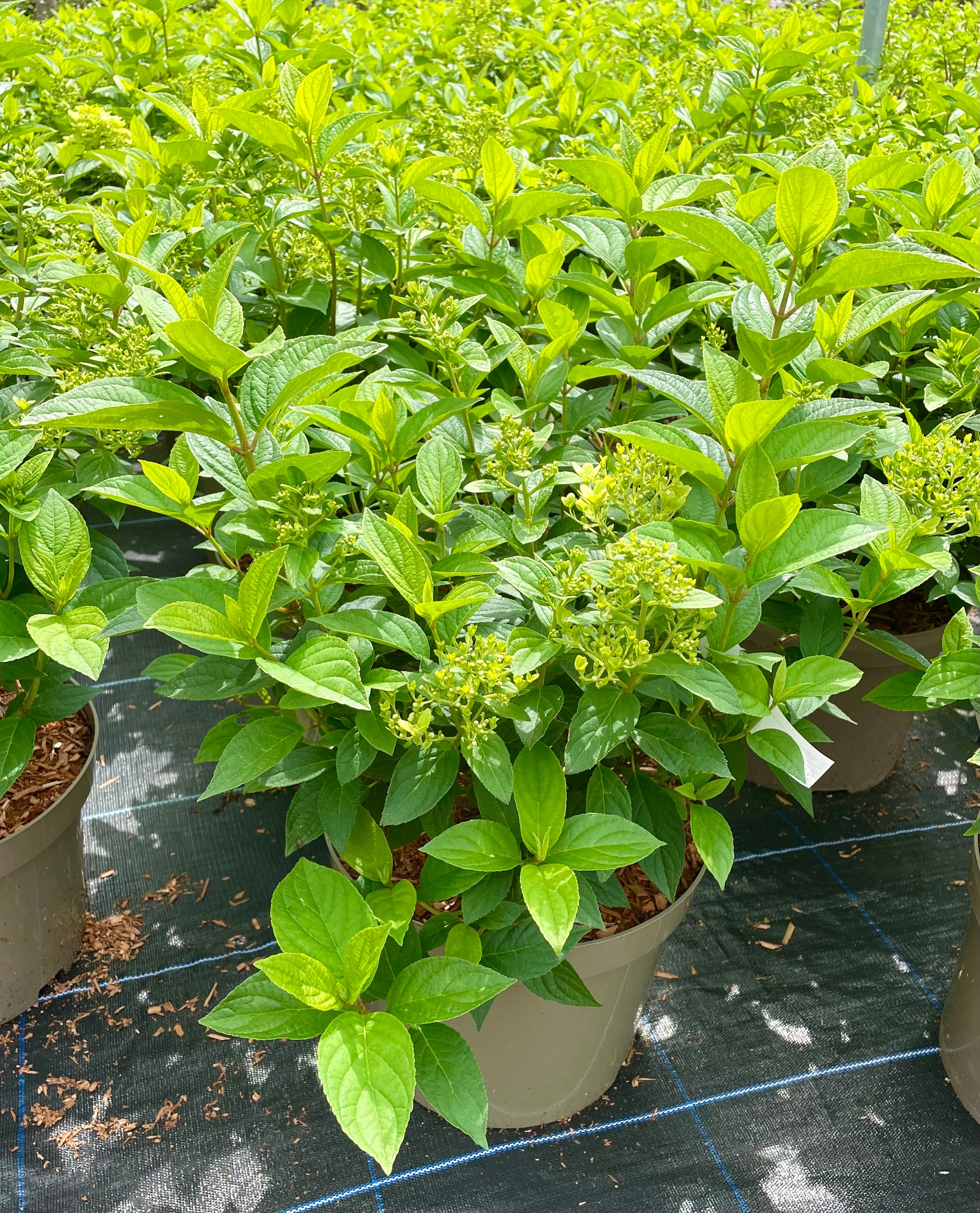 Hydrangea paniculata 'Limelight - 7.5Litre