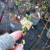 Lonicera fragrantissima - 7.5Litre