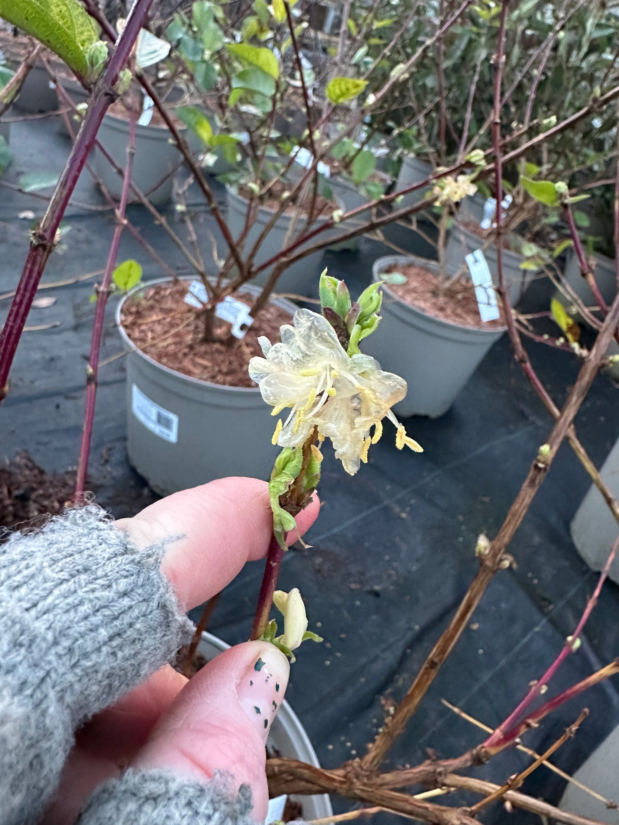 Lonicera fragrantissima - 7.5Litre