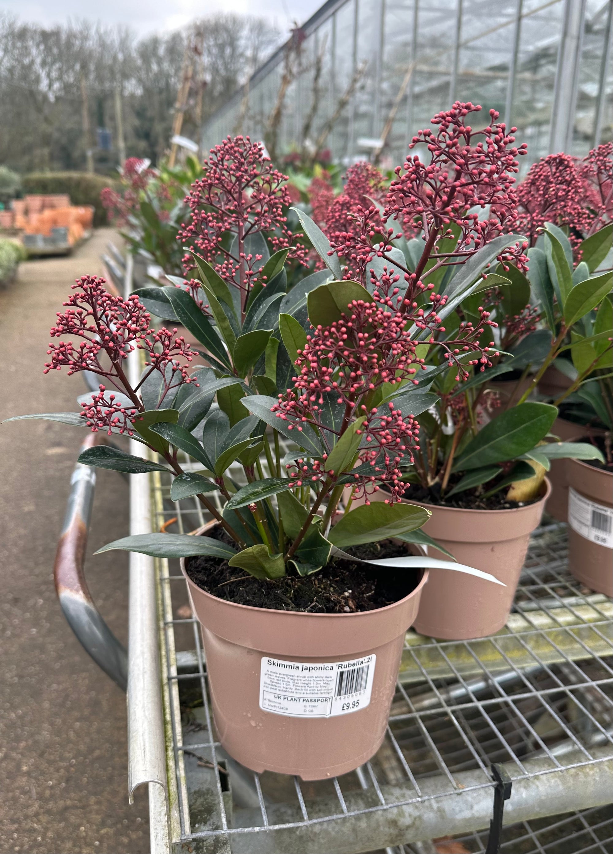 Skimmia japonica ‘Rubella - 2Litre