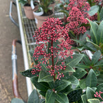 Skimmia japonica ‘Rubella - 2Litre