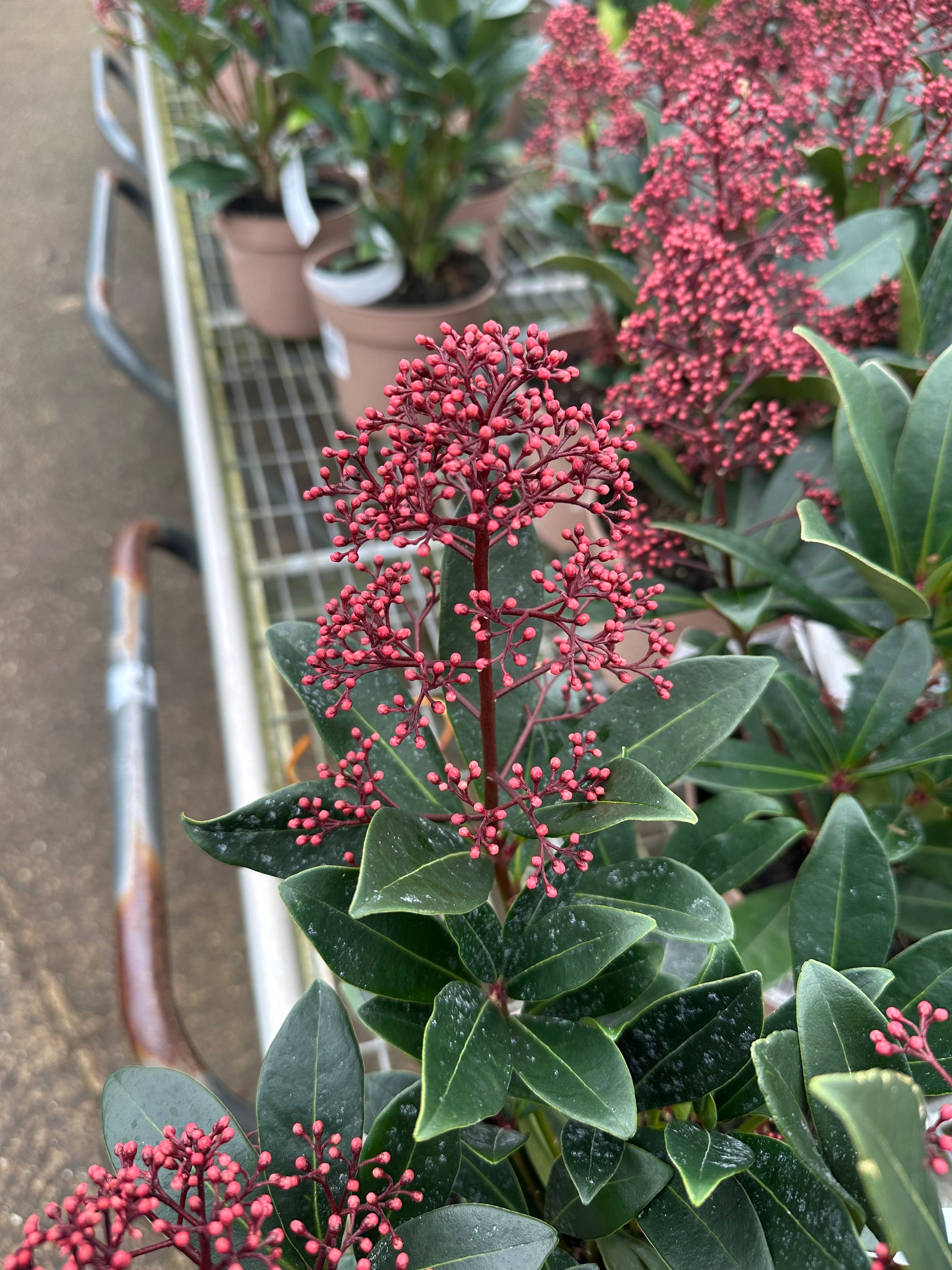 Skimmia japonica ‘Rubella - 2Litre