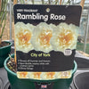 Rose 'City of York' (Climbing)