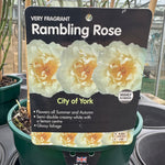 Rose 'City of York' (Climbing)