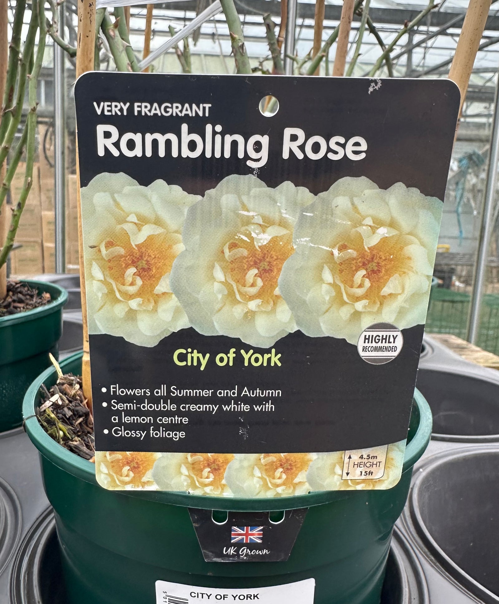 Rose 'City of York' (Climbing)