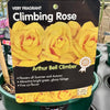 Rose 'Arthur Bell CLG' - (Climbing)