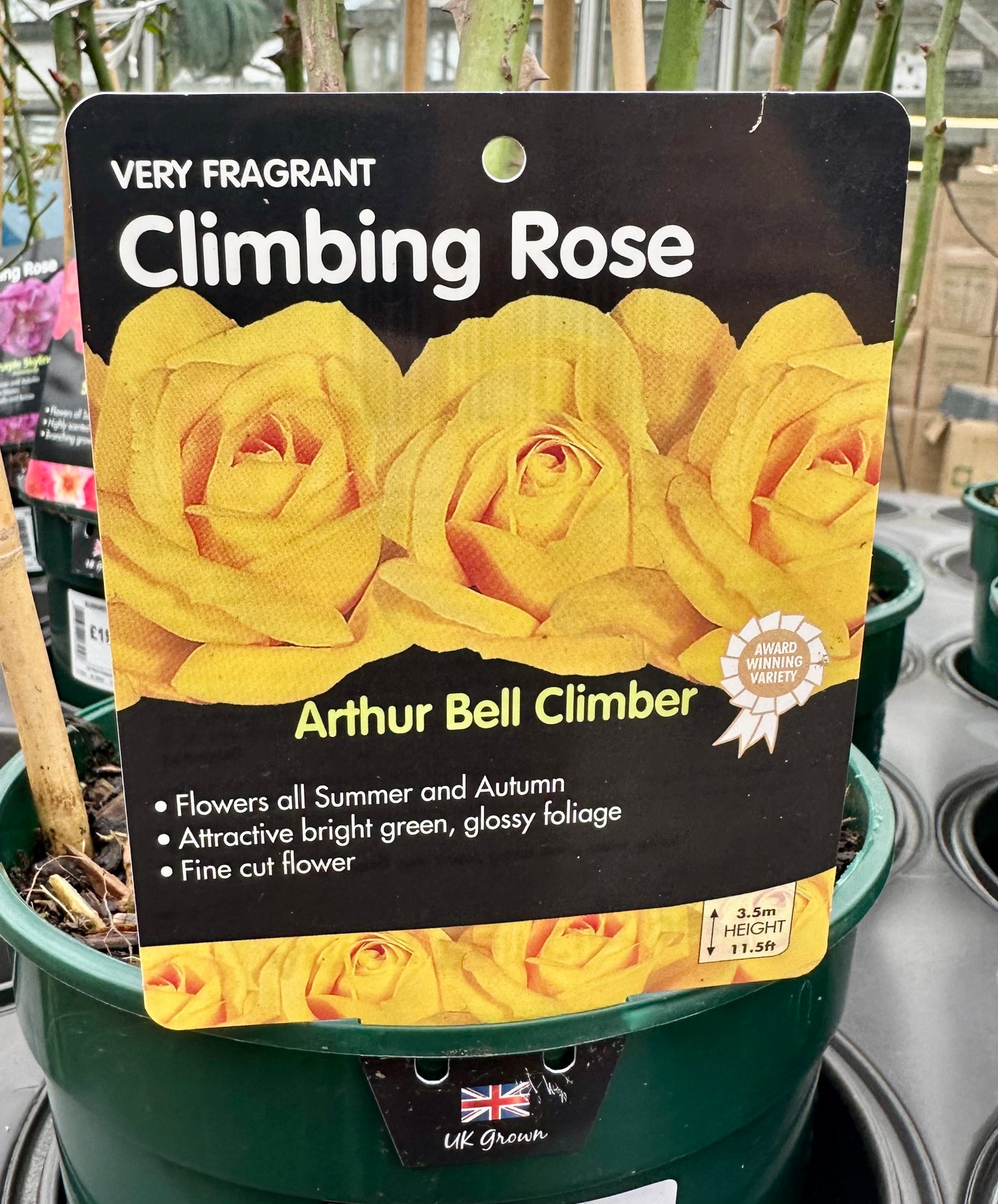 Rose 'Arthur Bell CLG' - (Climbing)