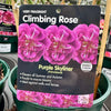 Rose 'Purple Skyliner' - (Climbing)