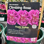 Rose 'Purple Skyliner' - (Climbing)