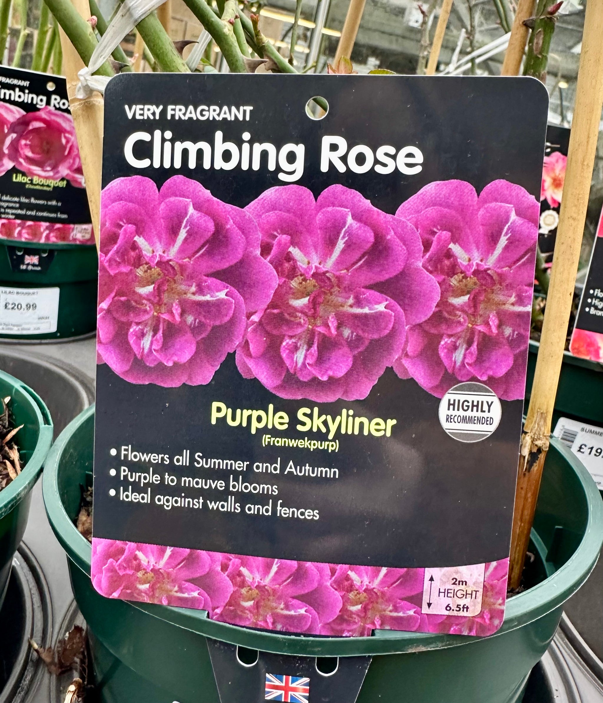 Rose 'Purple Skyliner' - (Climbing)