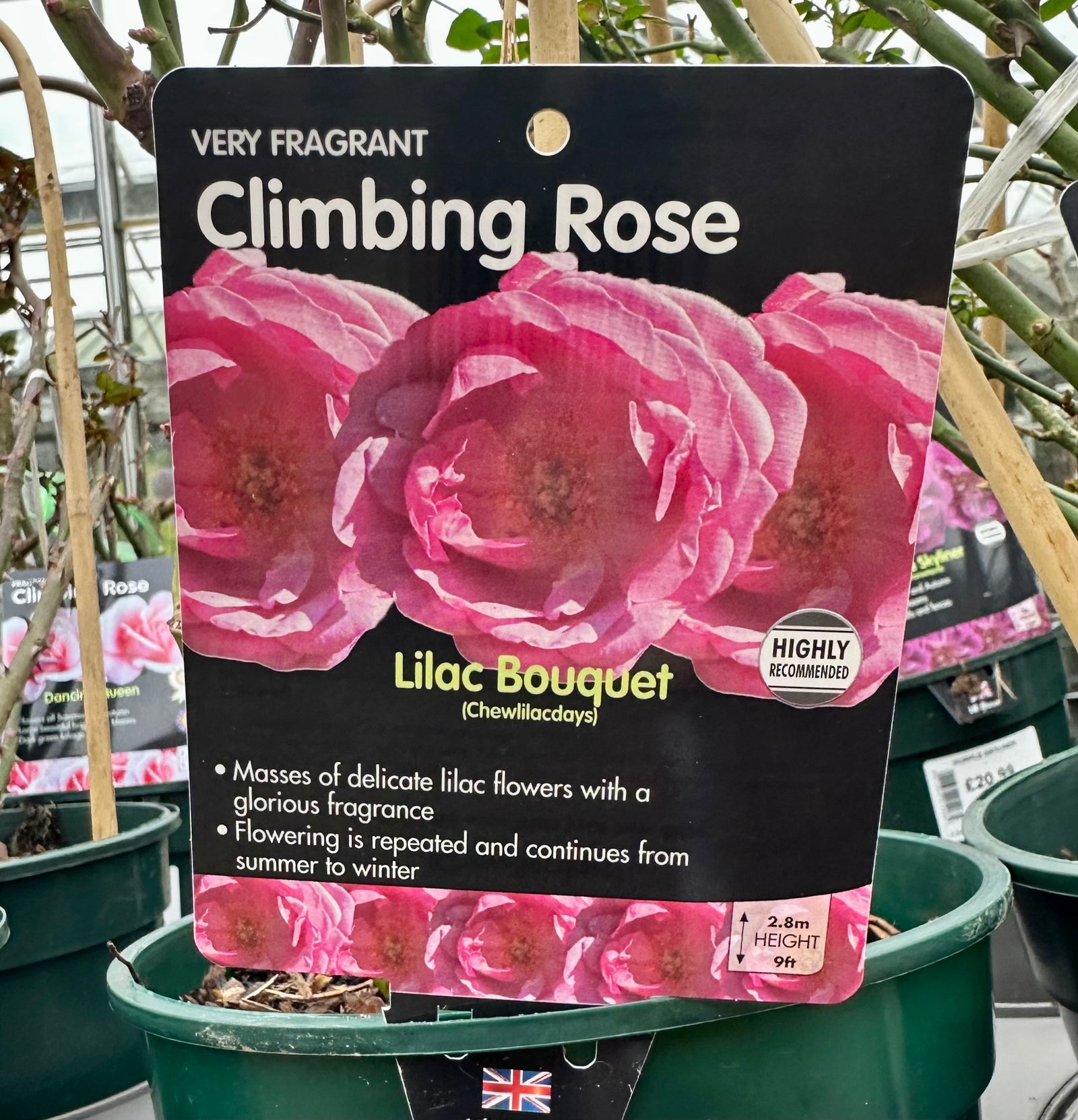 Rose 'Lilac Bouquet' - (Climbing)