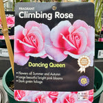 Rose 'Dancing Queen' - (Climbing)